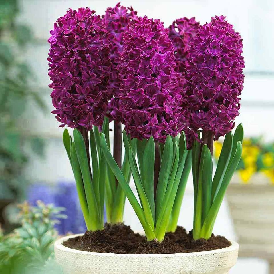 Hyacinth-plant-3